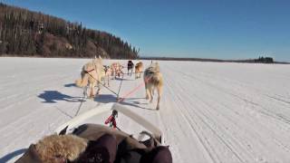 Dog Sledding  Mushing in Fairbanks Alaska [upl. by Ais]