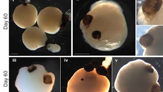 Brain organoids train on dopamine [upl. by Nneb988]