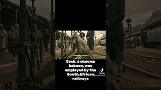 Jack a chacma baboon was employed by the South African railways [upl. by Rafat615]