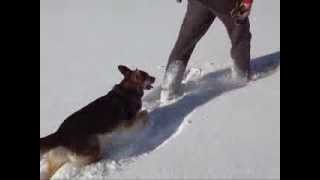 Dog Stepping on Snowshoes [upl. by Maurreen]