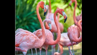 Why Do Flamingos Stand on One Leg [upl. by Suravat]