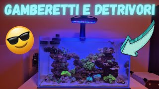 ACQUARIO MARINO  INSERIMENTO DETRIVORI E GAMBERETTI [upl. by Tigdirb]