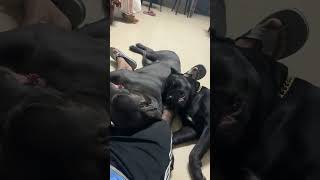 Cane corso are cuddlers [upl. by Laohcin798]