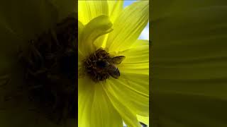 🐝 Bees collecting honey  Bee Foraging for Pollen and Nectar bees nectar pollen [upl. by Ardnasxela]