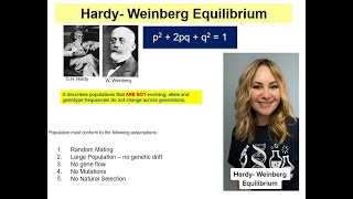 HardyWeinberg Equilibrium and Practice Problems Part 1 [upl. by Zanahs]