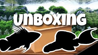 UNBOXING de POISSONS amazoniens [upl. by Ahseenyt]