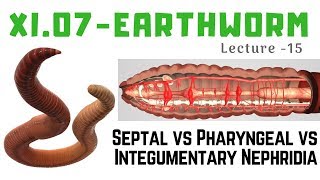 NEET  Earthworm 15  Septal vs Phayngeal vs Integumentary Nephridia [upl. by Netsew388]