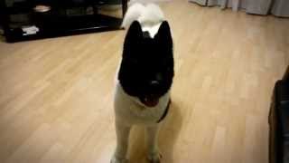 Talking Akita Dog  Kenji [upl. by Adnema]