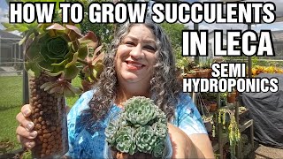 How to grow succulents and root cuttings in Leca [upl. by Kcinomod]