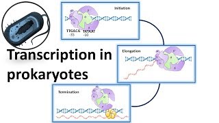 Prokaryotic Transcription overview [upl. by Gilpin]