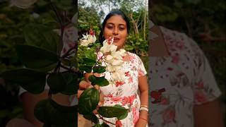 Bleeding heart ফুল গাছের পরিচর্যা।। Bleeding heart flower plant care minivlog flowers plantcare [upl. by Gabriele]