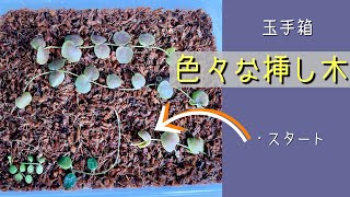 2024年7月16日 私の【玉手箱】 バーク（ベラボン）に色々な種類を挿し木する 共存しあって成長している感じ 葉っぱ1枚も無駄にせず根を出させる ぜひチャレンジしてみてください🌿 [upl. by Esikram]