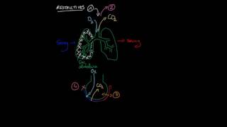 Les différents types de pathologies pulmonaires [upl. by Eira42]