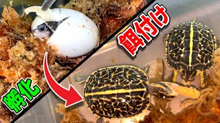 【貴重な】亀の孵化から餌付けまで。成長の過程を全て見せます！【ハコガメ】【florida box turtle】【Terrapene carolina bauri】 [upl. by Petua50]