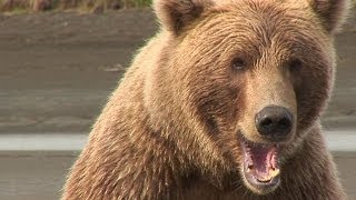 Brown Bears Of Katmai HD [upl. by Julietta]