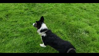 Sheepdog Training  Rosy  really starting to like this pup [upl. by Terle973]