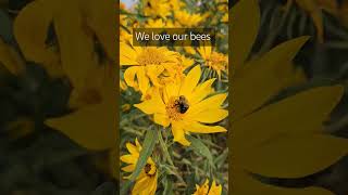 Bees are awesome bees pollinatorsareimportant flowers garden bee appalachia [upl. by Natasha2]