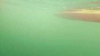 Kayaking with Dolphins  Don Pedro Island Florida [upl. by Molton]