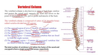 Anatomy amp Physiology 59 Vertebral Column  Introduction of Vertebral Column  Vertebral Column [upl. by Theadora599]