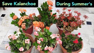 गर्मियों और बरसात में ऐसे कीजिये kalanchoe Care How to save kalanchoe in summer for next season [upl. by Brechtel522]