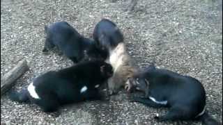 Tasmanian Devils eating tasty Wombat [upl. by Ahsirat538]