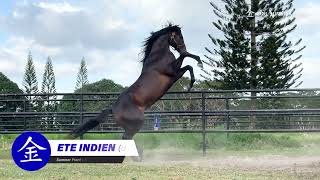 ETE INDIEN Summer FrontEast India by Mizzen Mast COOL SUMMER FARM FEATURED STALLION 2024 [upl. by Fagen]