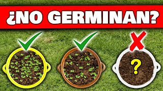 6 ERRORES FATALES ¿ Porqué NO GERMINAN tus SEMILLAS o BROTES   Cómo Germinar desde Semilla [upl. by Osnerol]