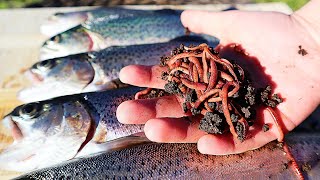 TROUT fishing with WORMS  BEST trout rig for worms [upl. by Grefe]