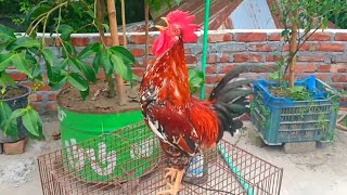 rooster crowing [upl. by Stutman]