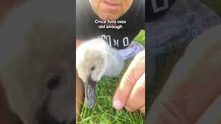 Man Befriends Swan And Takes Him Everywhere He Goes  The Dodo [upl. by Dnalyar]