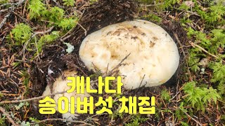 캐나다 비씨주 레벨스톡 자연산 송이버섯 채집Canada Revelstoke Matsutake [upl. by Daigle512]