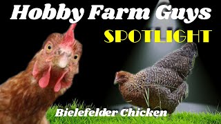 HFG Farm Animal Spotlight Bielefelder Chicken [upl. by Al]