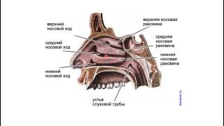 Тыныс алу жүйесі Мұрын қуысы сыртқы мұрын анатомиясы Cavitas nasi  easy anatomy [upl. by Arutek]