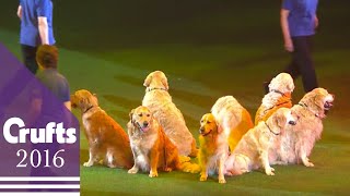 Southern Golden Retriever Display Team  Crufts 2016 [upl. by Letsirc]