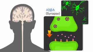 선택적 세로토닌 재흡수 차단제의 작용 기전 [upl. by Collbaith416]
