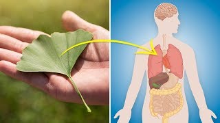 7 Proven Health Benefits of Ginkgo Biloba [upl. by Oetam]