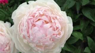 Peony La Lorraine  wwwpeonyshopcom [upl. by Devon]