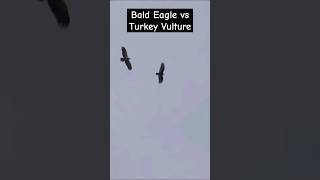 Bald Eagle vs Turkey Vulture [upl. by Rosie804]