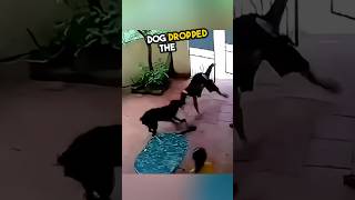 Dog saves a girl in the smartest way ever ❤️ [upl. by Noraha]