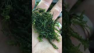 How to grow liverwort Chiloscyphus polyanthos St Winifrid’s MossPale Liverwort [upl. by Jaye]