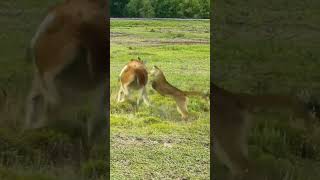 Alpaca vs Jaguar Wild Animals at Close Range Animal Combat Power Competition [upl. by Chemosh507]