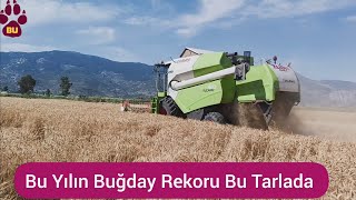 Bu Yılın Buğday Rekoru Bu Tarlada 800kg [upl. by Buonomo]