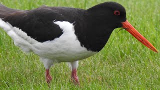 Oystercatcher Call Strandskade lyd Huîtrier pie chant Scholekster roept [upl. by Zucker]