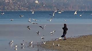 LAC ANNECY 17 NOVEMBRE HD [upl. by Burack103]