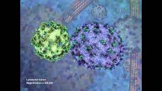 lysosome 3d animation and function [upl. by Nnylrac]