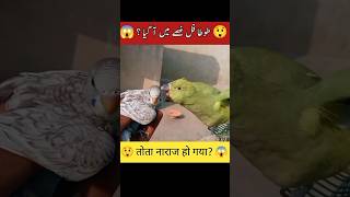 GREEN PARROT 🦜 VS BUDGIES Babyparrot greenparrot [upl. by Chace]