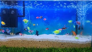 Surprise Eggs Contains A Glofish Goldfish Ramirezi German Fish Bettafish Black Ghost Fish fish [upl. by Romaine]