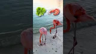 How Flamingos Get Their Pink Color [upl. by Nyberg]