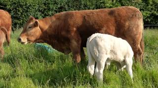 Limousin and Charolais [upl. by Leahciam]