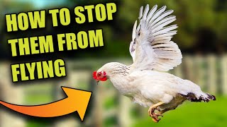 CLIP THEIR WINGS ✂️ HOW TO STOP CHICKENS FROM FLYING 🐔 [upl. by Odine]